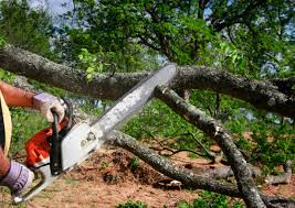 Best Storm Damage Tree Cleanup  in Point Venture, TX