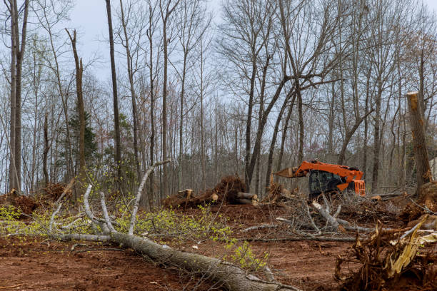 Best Firewood Processing and Delivery  in Point Venture, TX