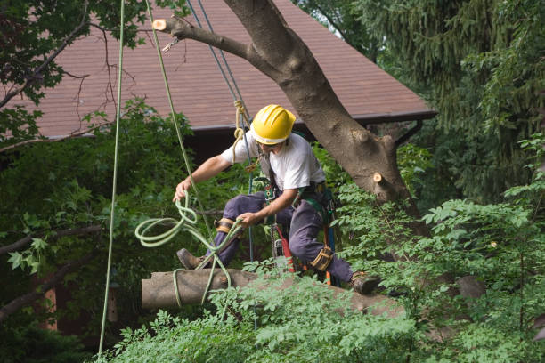 Best Tree Removal  in Point Venture, TX