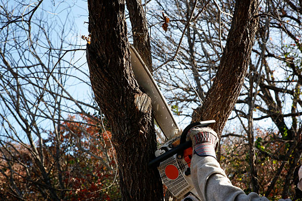 Best Fruit Tree Pruning  in Point Venture, TX