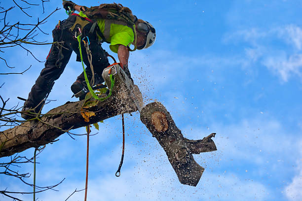 Best Weed Control  in Point Venture, TX